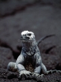 Marine Iguana (Amblyrhynchus cristatus) Marine Iguana (Amblyrhynchus cristatus)