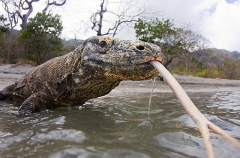 Komodo Dragon (Varanus komodoensis) Komodo Dragon (Varanus komodoensis)