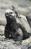 Marine Iguana (Amblyrhynchus cristatus) Marine Iguana (Amblyrhynchus cristatus)