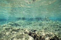 Volcanic gas bubbles emerging from coral reef top. Volcanic gas bubbles emerging from coral reef top.