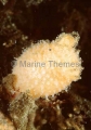 Warty Ascidian (Cnemidocarpa verrucosa) Warty Ascidian (Cnemidocarpa verrucosa)
