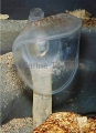 Predatory tunicate (Megalodicopia hians) Predatory tunicate (Megalodicopia hians)