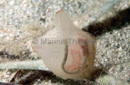 Solitary Tunicate (Herdmania momusgalei) Solitary Tunicate (Herdmania momusgalei)