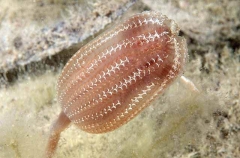 Stalked Ascidian (Sycozoa pulchra)