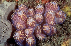 Magnificent Ascidians (Botrylloides magnicoecum) Magnificent Ascidians (Botrylloides magnicoecum)