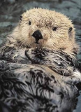 Sea Otter (Enhydra lutris)
