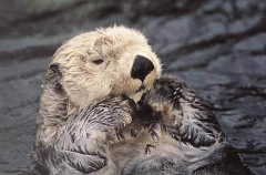 Sea Otter (Enhydra lutris) Sea Otter (Enhydra lutris)