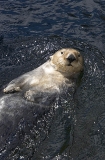 Sea Otter (Enhydra lutris) Sea Otter (Enhydra lutris)