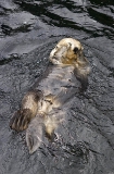 Sea Otter (Enhydra lutris) Sea Otter (Enhydra lutris)