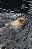 Sea Otter (Enhydra lutris) Sea Otter (Enhydra lutris)