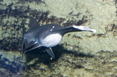 Mississippi paddlefish (Polyodon spathula) Mississippi paddlefish (Polyodon spathula)
