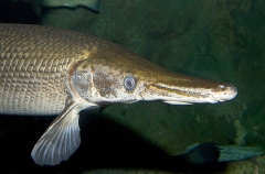 Alligator Gar (Atractosteus spatula)