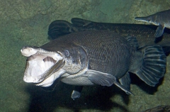 Alligator Gar (Atractosteus spatula) Alligator Gar (Atractosteus spatula)