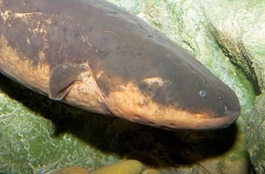 Electric Eel (Electrophorus electricus) Electric Eel (Electrophorus electricus)