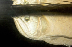 Silver Arawana (Osteoglossum bicirrhosum) Silver Arawana (Osteoglossum bicirrhosum)