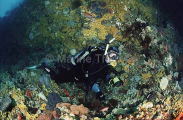Scuba diver under ledge covered in yellow Zooanthids. Scuba diver under ledge covered in yellow Zooanthids.