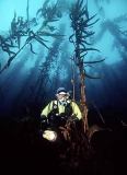 Diver among Giant Kelp (Macrocystis pyrifera)