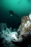 Diver with Giant Plumose Anemones (Metridium farcimen) Diver with Giant Plumose Anemones (Metridium farcimen)
