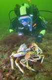 Spider Crabs (Leptomithrax gaimardii) Spider Crabs (Leptomithrax gaimardii)