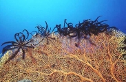 Crinoids On Gorgonian Sea Fan. Crinoids On Gorgonian Sea Fan.