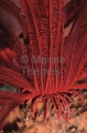 Crinoid Feather Star (Oxycomanthus bennetti)