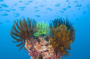 Crinoids (Crinoidea) Crinoids (Crinoidea)