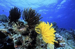 Yellow and black Crinoids (Comanthus sp.) Yellow and black Crinoids (Comanthus sp.)