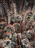 Red Spine Crinoid (Oxymetra sp.)