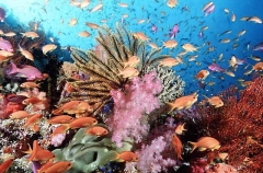 Crinoids, soft corals and reef fish on coral reef. Crinoids, soft corals and reef fish on coral reef.