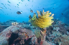 Yellow Crinoid (Comantheria briareus) Yellow Crinoid (Comantheria briareus)