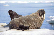 Atlantic Walrus (Odobenus rosmarus rosmarus) Atlantic Walrus (Odobenus rosmarus rosmarus)