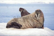 Atlantic Walrus (Odobenus rosmarus rosmarus) Atlantic Walrus (Odobenus rosmarus rosmarus)