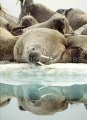 Atlantic Walrus (Odobenus rosmarus rosmarus) Atlantic Walrus (Odobenus rosmarus rosmarus)