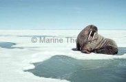 Atlantic Walrus (Odobenus rosmarus rosmarus) Atlantic Walrus (Odobenus rosmarus rosmarus)