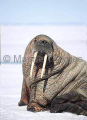 Atlantic Walrus (Odobenus rosmarus rosmarus) Atlantic Walrus (Odobenus rosmarus rosmarus)