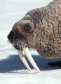 Atlantic Walrus (Odobenus rosmarus rosmarus) Atlantic Walrus (Odobenus rosmarus rosmarus)