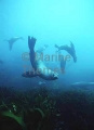 Australian Fur Seals (Arctocephalus pusillus) Australian Fur Seals (Arctocephalus pusillus)