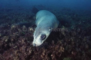 Australian Fur Seal (Arctocephalus pusillus) Australian Fur Seal (Arctocephalus pusillus)