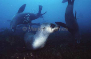 Australian Fur Seals (Arctocephalus pusillus) Australian Fur Seals (Arctocephalus pusillus)