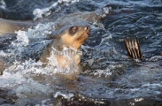 Australian Fur Seal (Arctocephalus pusillus) Australian Fur Seal (Arctocephalus pusillus)