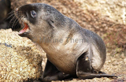 Australian Fur Seal (Arctocephalus pusillus doriferus) Australian Fur Seal (Arctocephalus pusillus doriferus)