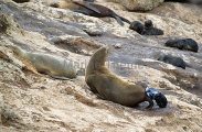 Australian Fur Seal (Arctocephalus pusillus doriferus) Australian Fur Seal (Arctocephalus pusillus doriferus)