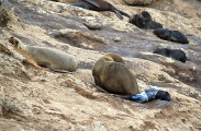 Australian Fur Seal (Arctocephalus pusillus doriferus) Australian Fur Seal (Arctocephalus pusillus doriferus)