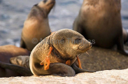 Australian Fur Seal (Arctocephalus pusillus doriferus) Australian Fur Seal (Arctocephalus pusillus doriferus)