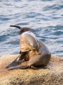 Australian Fur Seal (Arctocephalus pusillus doriferus) Australian Fur Seal (Arctocephalus pusillus doriferus)
