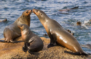 Australian Fur Seals (Arctocephalus pusillus doriferus) Australian Fur Seals (Arctocephalus pusillus doriferus)