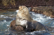 Australian Fur Seal (Arctocephalus pusillus doriferus) Australian Fur Seal (Arctocephalus pusillus doriferus)