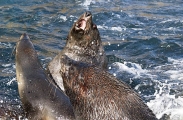 Australian Fur Seal (Arctocephalus pusillus doriferus) Australian Fur Seal (Arctocephalus pusillus doriferus)