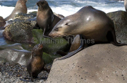 Australian Fur Seal (Arctocephalus pusillus doriferus) Australian Fur Seal (Arctocephalus pusillus doriferus)