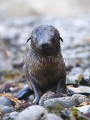 Australian Fur Seal (Arctocephalus pusillus doriferus) Australian Fur Seal (Arctocephalus pusillus doriferus)
